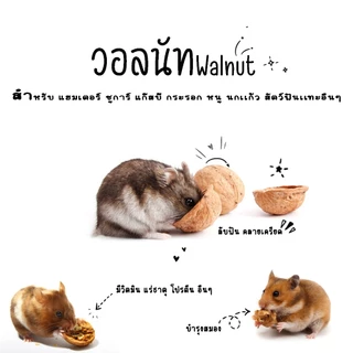 ไม้เเอ๊ปเปิ้ล ที่ลับฟัน หนู เเฮมเตอร์ กระรอก ชูการ์ กระต่าย ดอร์เม้าท์ เเละสัตว์ฟันเเทะอื่นๆๆ