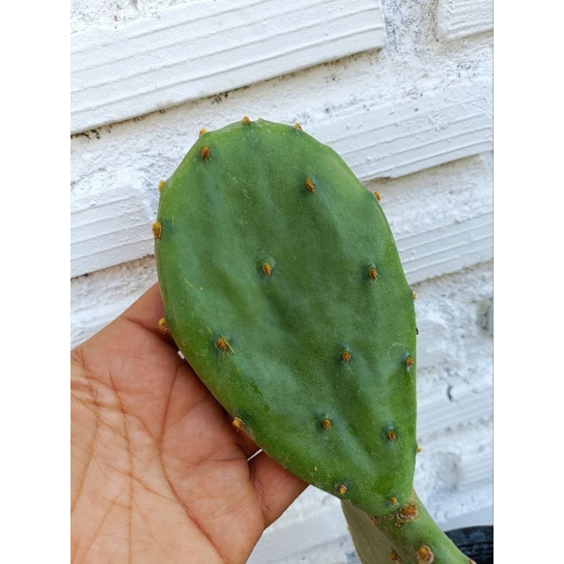 โอพันเทีย สตริคต้า กระบองเพชรกินได้  Opuntia Stricta Prickly pear ตัดสดและแบบต้น
