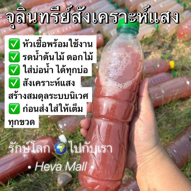 หัวเชื้อจุลินทรีย์สังเคราะห์แสง PSB