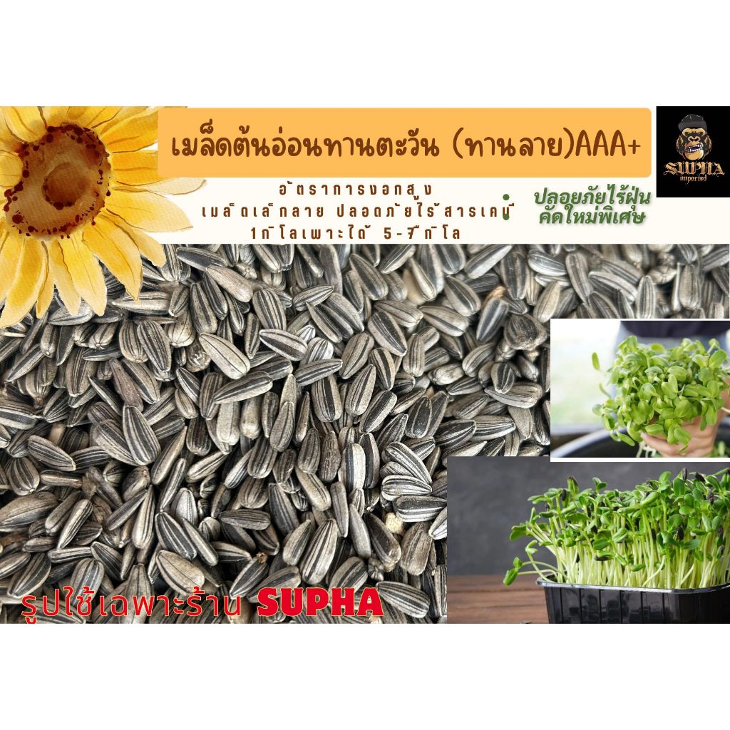 เมล็ดต้นอ่อนทานตะวันลายไทย 1 กก. อัตราการงอกสูง