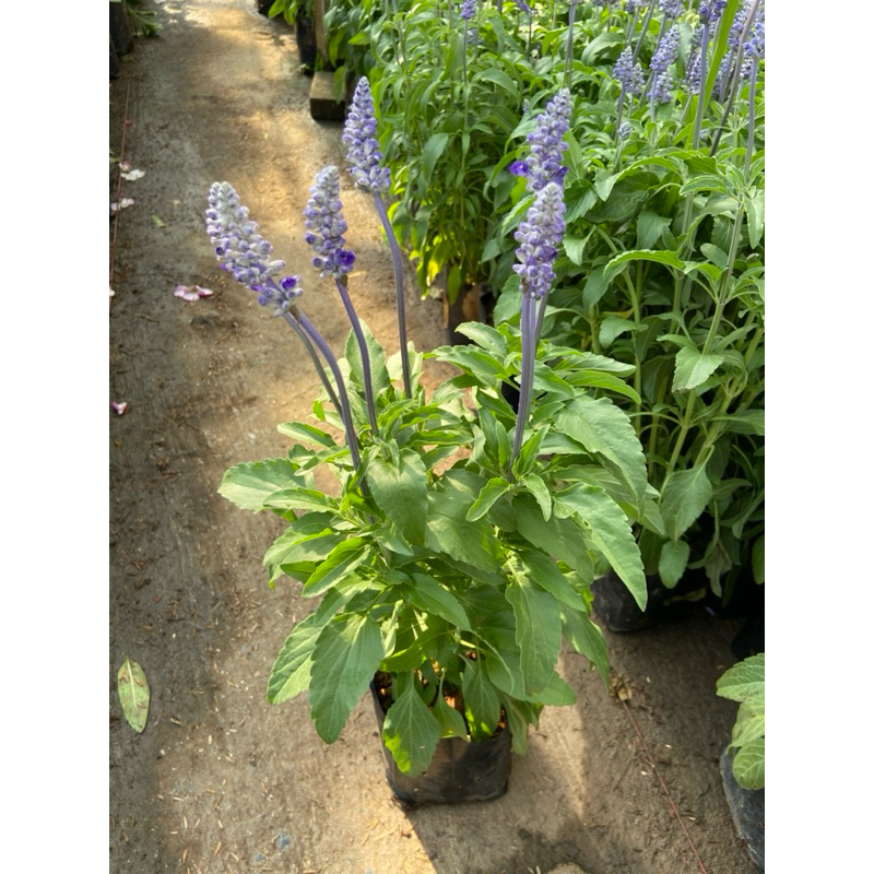 ต้นบลูซันเวีย (Blue Salvia) ไม้ประดับ ดอกสีม่วงสวย ไม้ล้มลุก ทนแดด "ถุงเพาะ 5 นิ้ว"