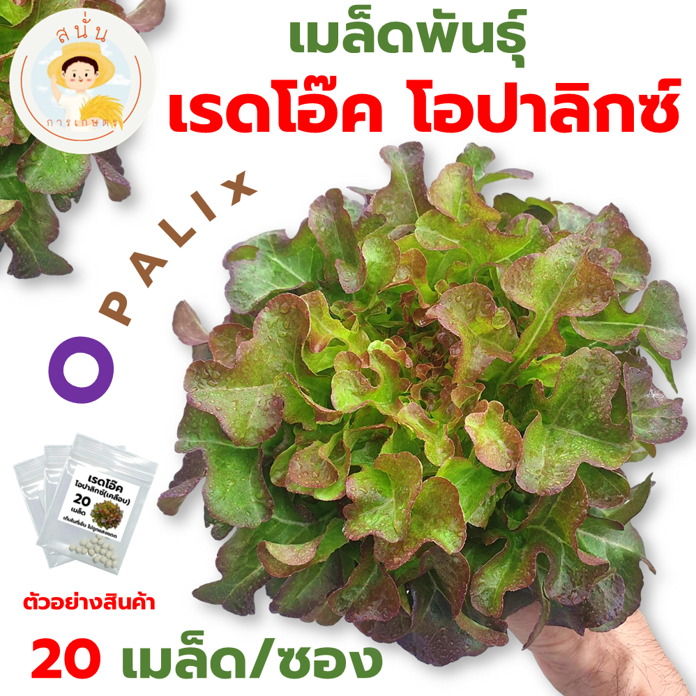 เมล็ดพันธุ์ เรดโอ๊ค โอปาลิกซ์ (Red Oak Opalix) เมล็ดเคลือบ นำเข้าตรงสายพันธุ์ (1 ซอง 20 เมล็ด)