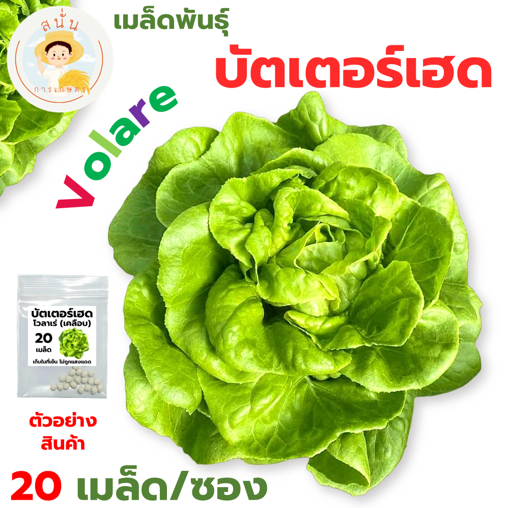 เมล็ดพันธุ์ บัตเตอร์เฮด โวลาเร่ (Butterhead Volare) เมล็ดเคลือบ นำเข้าตรงสายพันธุ์ (1 ซอง 20 เมล็ด)