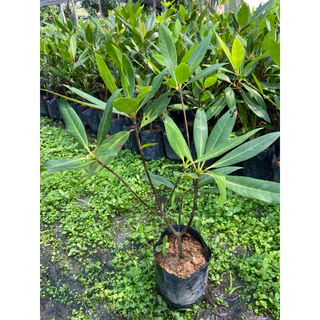 ต้นกระดิ่งนางฟ้า ไม้มงคล ไม้ประดับ ดอกสวยมาก ปลูกเสริมบารมี (สูง40-60cm) ต้นแข็งแรง พร้อมปลูก