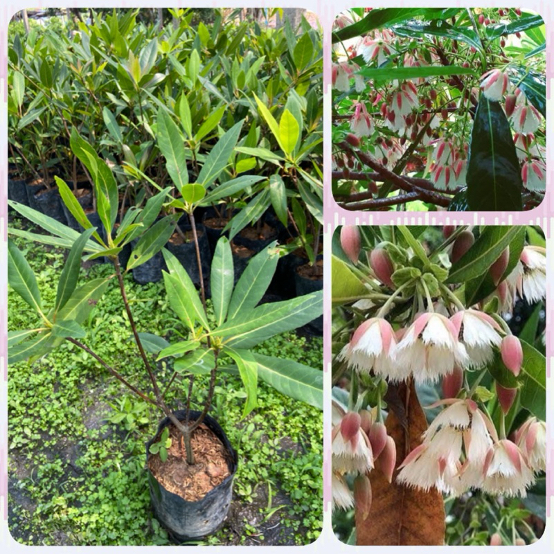 ต้นกระดิ่งนางฟ้า  ไม้มงคล ไม้ประดับ ดอกสวยมาก ปลูกเสริมบารมี (สูง40-60cm) ต้นแข็งแรง พร้อมปลูก