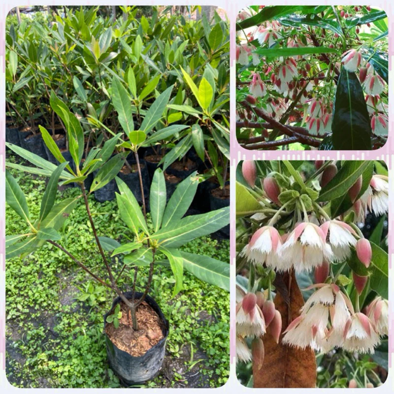 ต้นกระดิ่งนางฟ้า ไม้มงคล ไม้ประดับ ดอกสวยมาก ปลูกเสริมบารมี (สูง40-60cm) ต้นแข็งแรง พร้อมปลูก