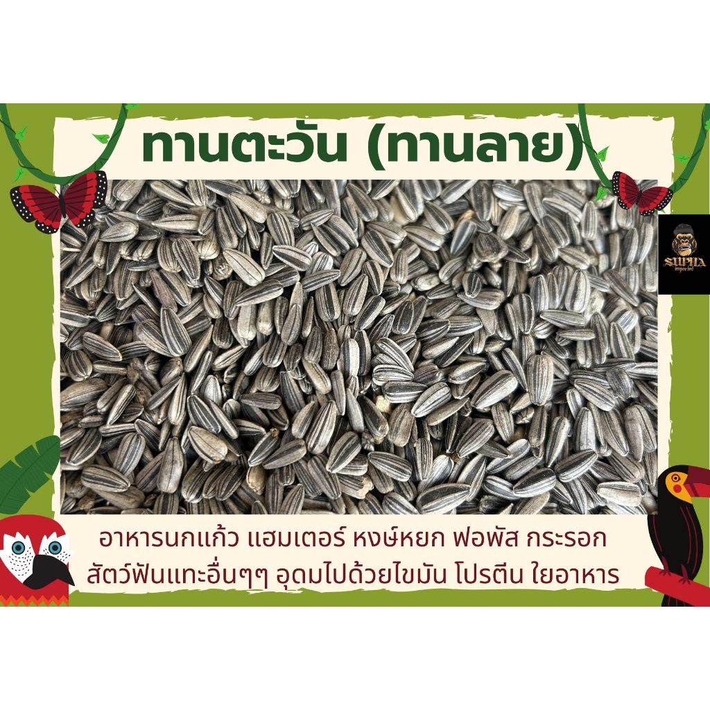 ทานตะวันนกแก้ว *เล็ก*ขนาด 1Kg. ธัญพืช อาหารนก อาหารนกเล็ก เลิฟเบิร์ด หงหยก ฟอพัส อาหารนกแก้ว ธัญพืชนก