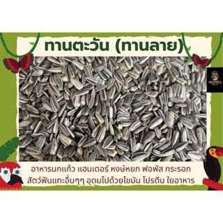 ทานตะวันนกแก้ว ขนาด200g-1Kg อาหารนกเล็ก เลิฟเบิร์ด หงหยก ฟอพ…