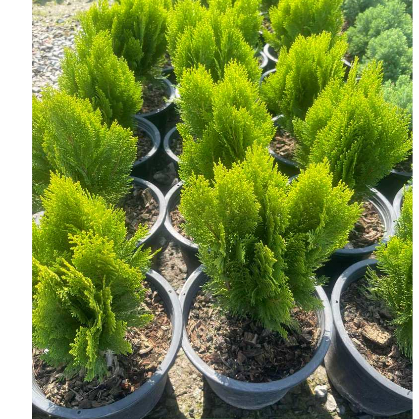 ต้นสนแผงแคระ  Platycladus orientalis
