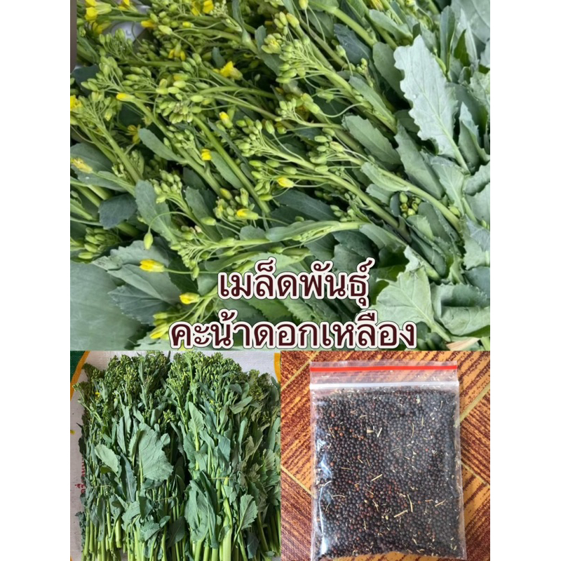เมล็ดพันธุ์คะน้าดอกเหลือง คะน้าหวาน ผักกาดน้ำมัน