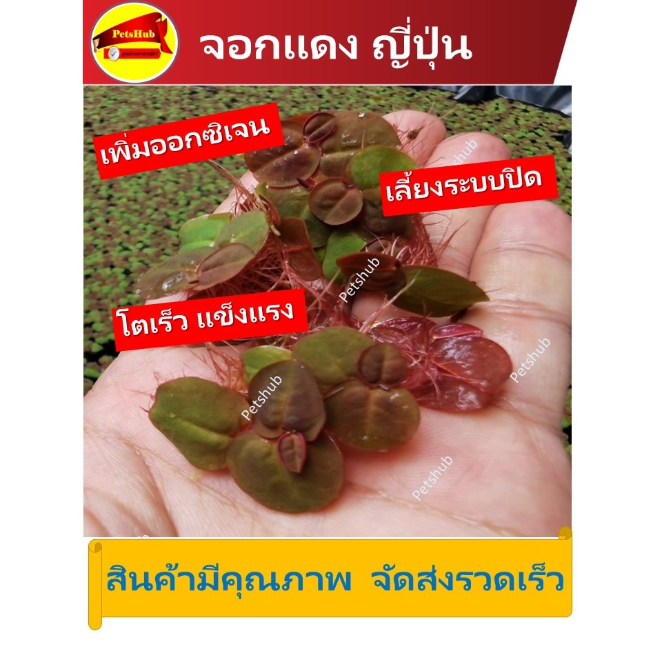 จอกแดง จอกเขียว พื้ชน้ำ  ดูดซัปแอมโมเนีย เพิ่ม ออกซิเจน ปลอดภัย ปลอดเชื้อ
