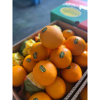 พร้อมส่ง‼️ส้มนาเวล ส้มซันคิสต์ ส้มซันควิก Navel Sunkist