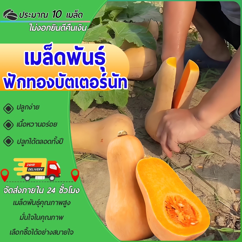 GGEW เมล็ดพันธุ์ซฟ ฟักทอง บัตเตอร์นัท ซันไลท์ 10 เมล็ด ตราศรแดง