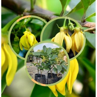 ต้นการเวก (กระดังงาเถา) เป็นไม้เลื้อย ดอกสีเหลือง มีกลิ่นหอม…