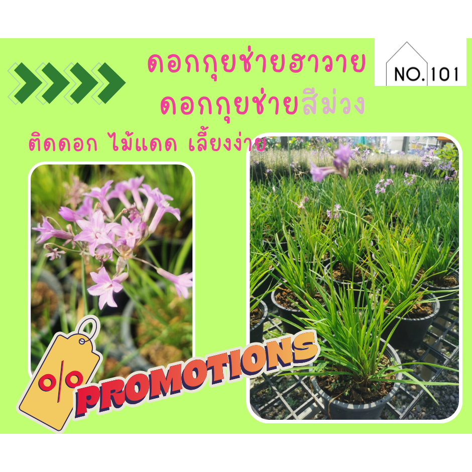 ดอก กุ๋ยช่ายฮาวาย กุยช่าย ฮาวาย กุ่ยช่าย ประดับ กระถาง 6 นิ้ว