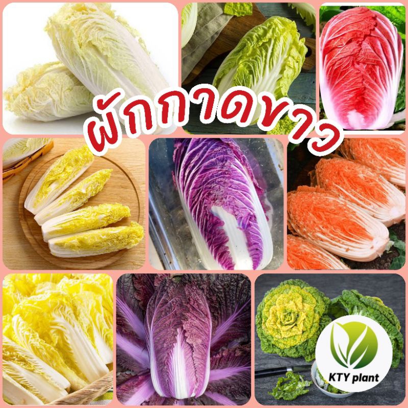 เมล็ดผักกาดขาว ผักกาดขาวม่วง ผักกาดขาวเบบี้ ผักสวนครัว ราคา ถูกที่สุด ดีลบีเคเค รูปภาพหลัก