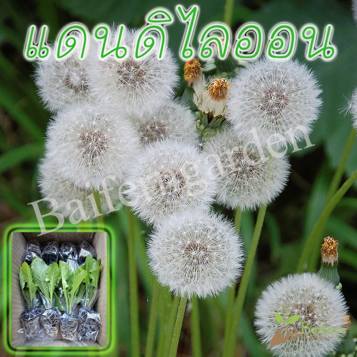 ต้นกล้าดอกแดนดิไลออน ต้นแข็งแรงรากแน่นๆ ทนแล้งออกดอกสวย