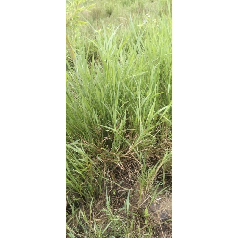 ต้นพันธุ์หญ้าแพงโกล่า 3 กิโลกรัม