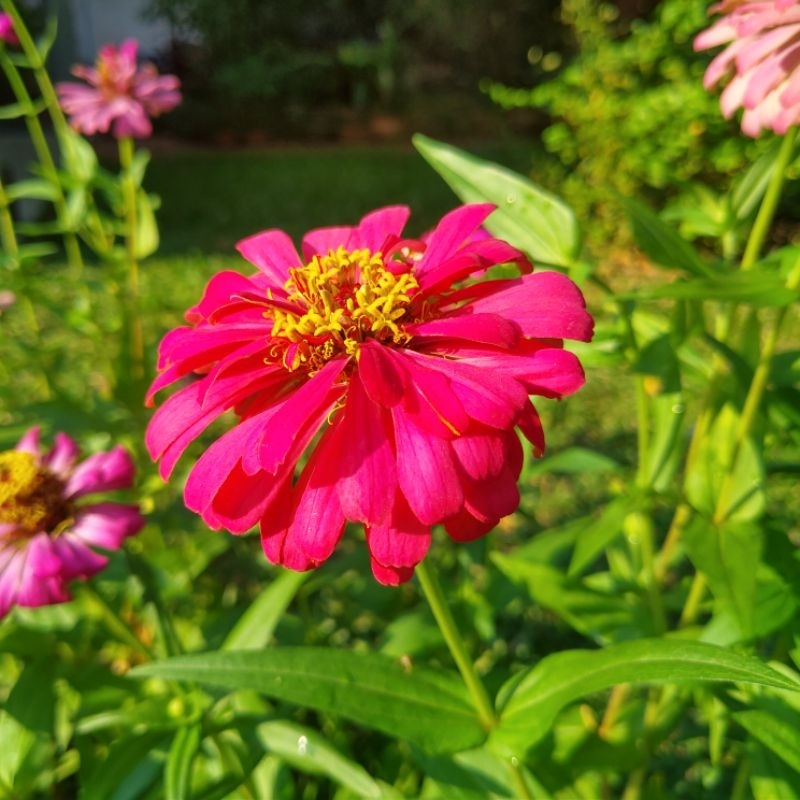 🌼5 FREE 1🌼 เมล็ดบานชื่นพร้อมปลูก จากดอกแห้งธรรมชาติ 🌼