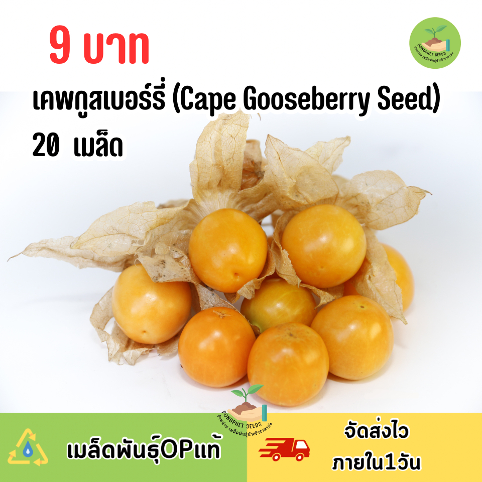 พิเศษ9บาท เมล็ดพันธุ์เคพกูสเบอร์รี่หรือโทงเทงฝรั่ง 20 เมล็ด