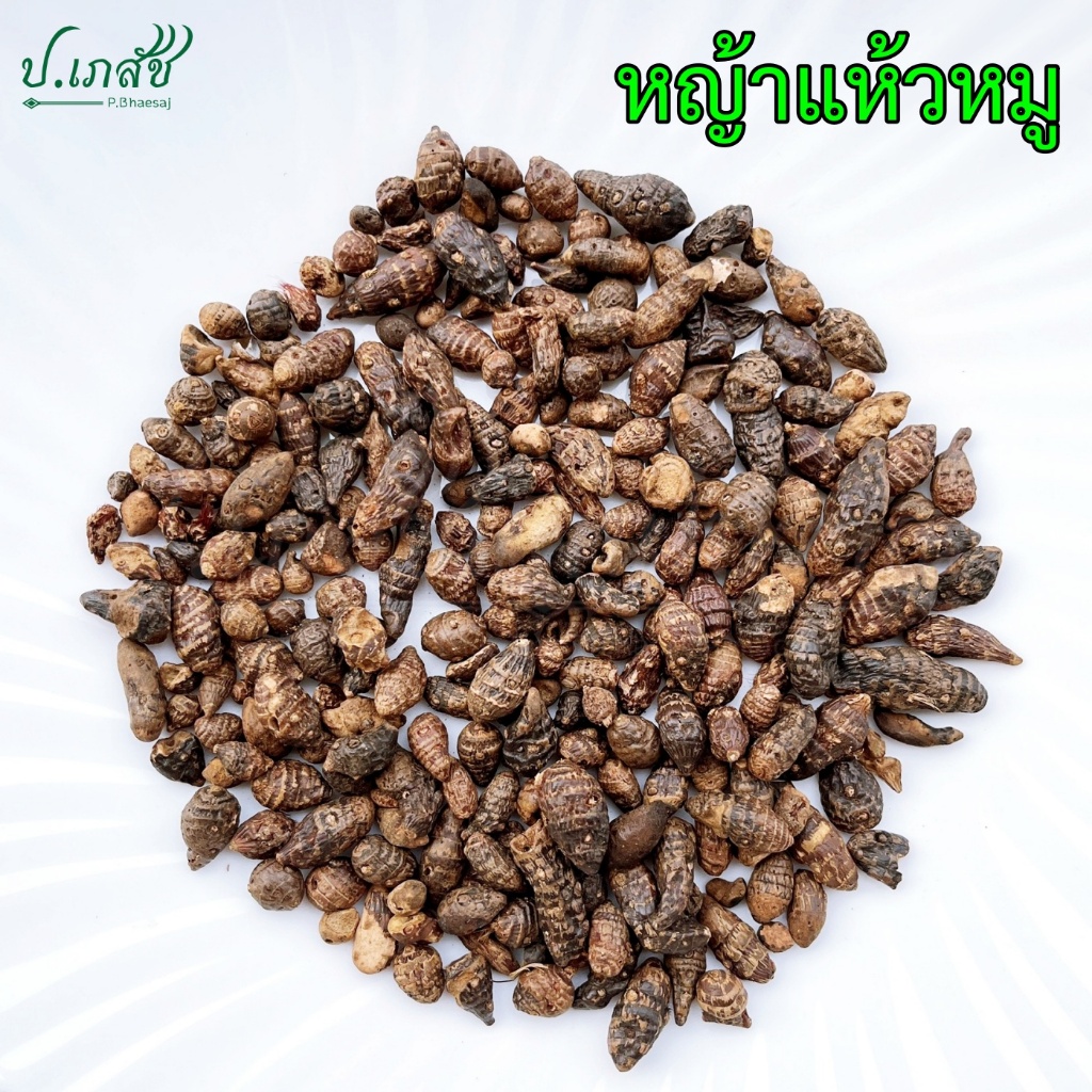 หญ้าแห้วหมู (50 / 100 กรัม) แห้วหมู หัวแห้วหมู หญ้าแห้วหมูแห้ง หญ้าขนหมู Nut grass