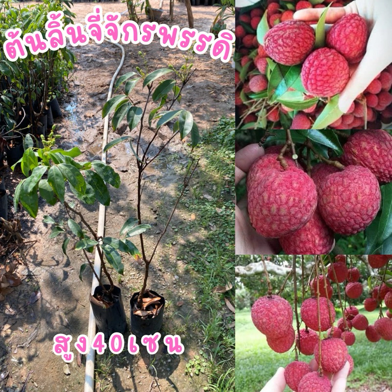 ต้นลิ้นจี่จักรพรรดิ ต้นละ119บาท ต้นสวยๆแข็งแรงพร้อมส่ง