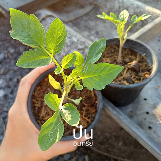 เมล็ดนำเข้า มะเขือเทศ พันธุ์พุ่ม Washington Cherry Tomato (Organic Seed) Determinate ปันอินทรีย์