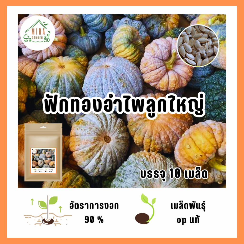 เมล็ดพันธุ์ฟักทองอำไพลูกใหญ่ 10 เมล็ด