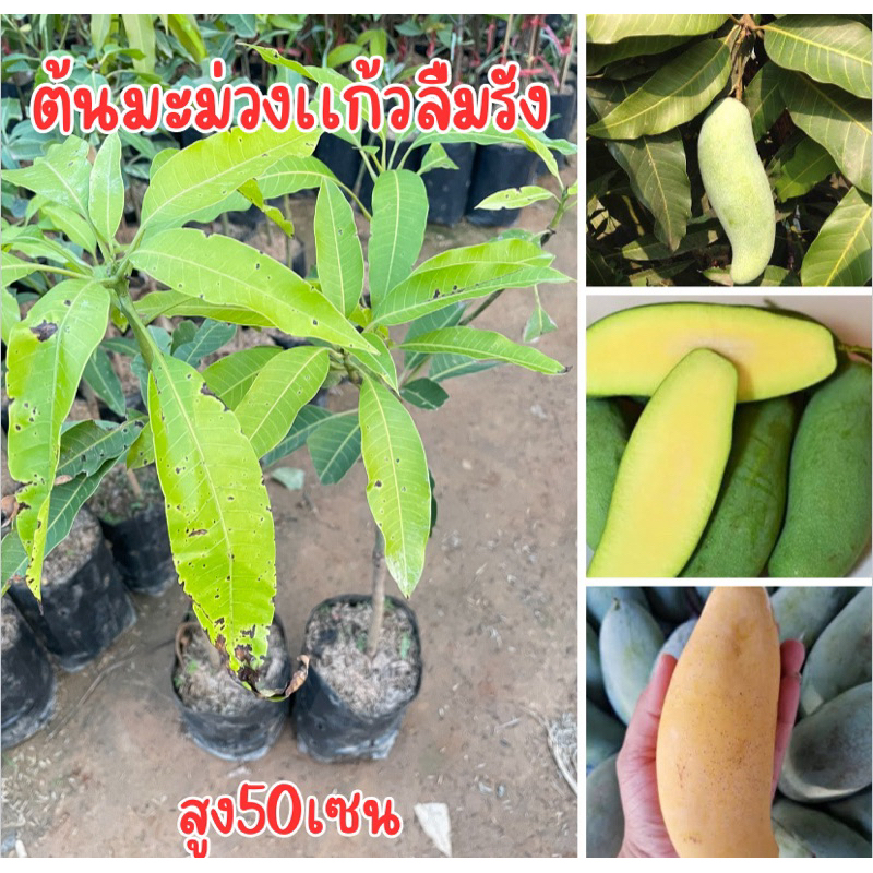 ต้นมะม่วงเเก้วลืมรัง เสียบยอด ต้นสูง50เซนครับ พร้อมปลูกครับ