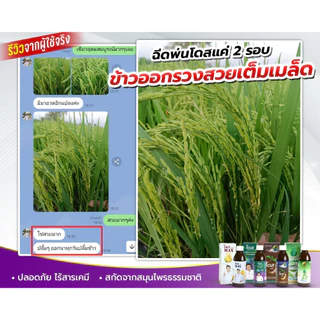 เร่งโตข้าว เร่งรวง สำหรับพืชไร่ เร่งผล เร่งราก เพิ่มผลผลิต [ร้านค้าบริษัท] โดสเอ็กซ์ตร้านาโน