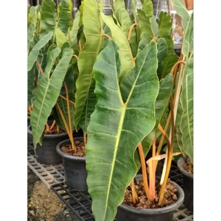 ฟิโลก้านส้ม #Philodendron billietia #