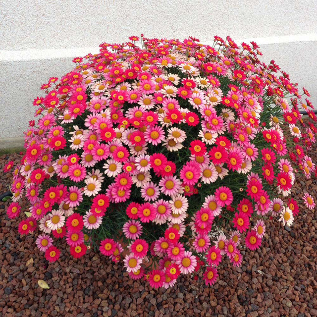 ปารีสเดซี่ สีแดง สีขาว สีม่วง ดอกเดซี่สีสวยๆ Paris Daisy, red marguerite daisy