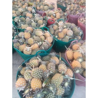 สัปรดภูแลแท้เชียงราย ผลสด หอม หวาน กรอบ