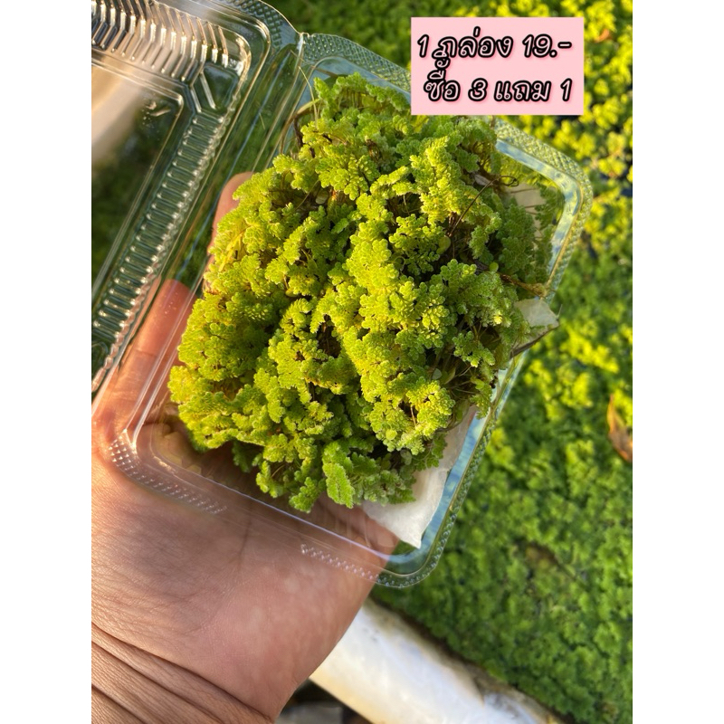 แหนแดง(Azolla microphylla) ซื้อ3แถม1
