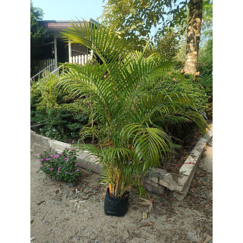 หมากเหลือง Golden Cane Palm สูง150 c.m.ค่ะ สั่ง4แถม 1ค่ะ