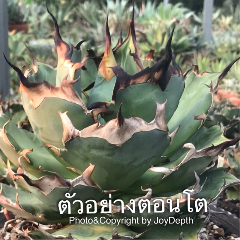 Agave Titanota Hades ติตาโนต้า ฮาเดส ขายกระถางละ 850/1,200 บาท