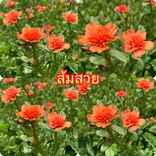 คุณนายแหวนเพชรเลือกสีได้ตามชอบเลยจ้า 10กิ่ง 20฿🌺🌺🌺