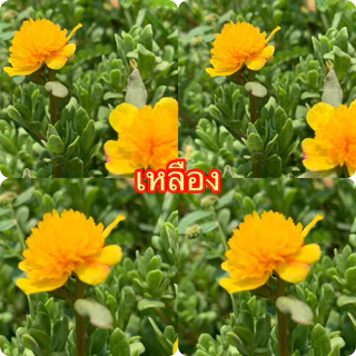 คุณนายแหวนเพชรเลือกสีได้ตามชอบเลยจ้า 10กิ่ง 20฿🌺🌺🌺