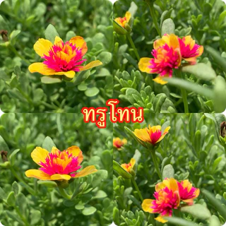 คุณนายแหวนเพชรเลือกสีได้ตามชอบเลยจ้า 10กิ่ง 20฿🌺🌺🌺