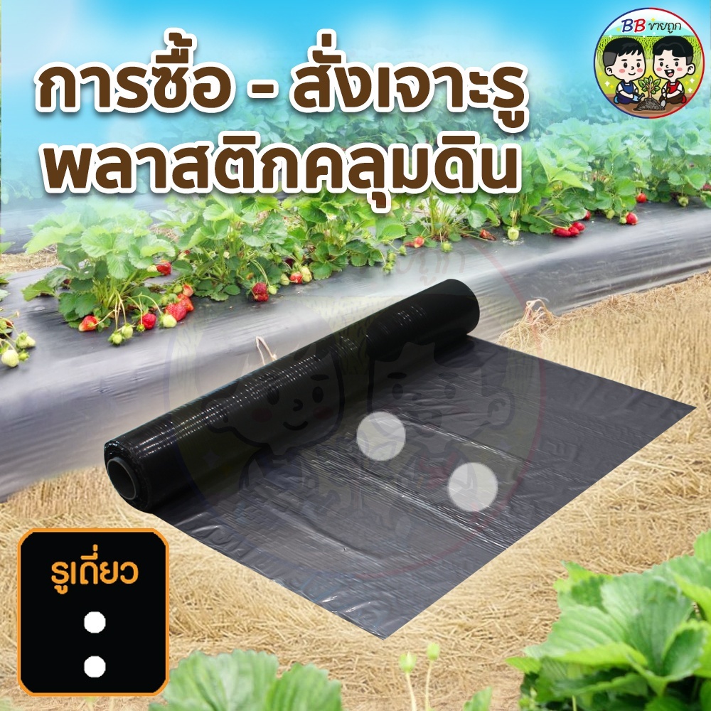 เจาะรูพร้อมใช้งาน พลาสติกคลุมดิน สีดำ ผสมยูวี กว้าง 80 หรือ 100 cm.360 เมตร เหนี่ยวหนา คลุมแปลงเกษตร