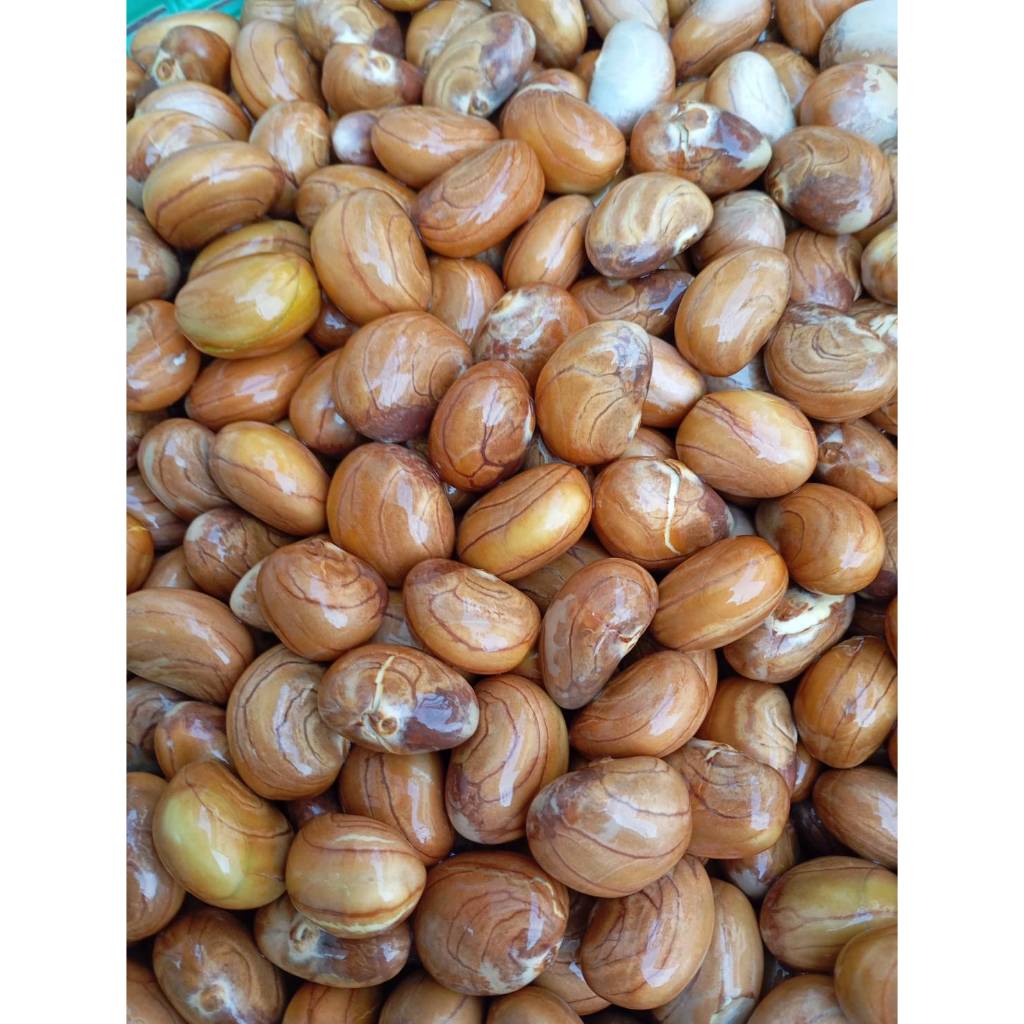 เมล็ดขนุน ขายเป็นกิโล กิโลละ 99 บาท เม็ดขนุนดิบ ขนุน เมล็ดขนุนดิบสำหรับต้มและปลูก พร้อมเพาะต้นกล้า