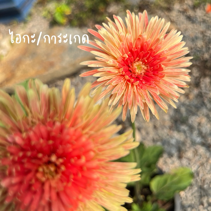 เยอบีร่าพันธุ์ไทยสีชมพู (ไอกะ/การะเกด) ส่งทั้งกระถาง 6”🪴