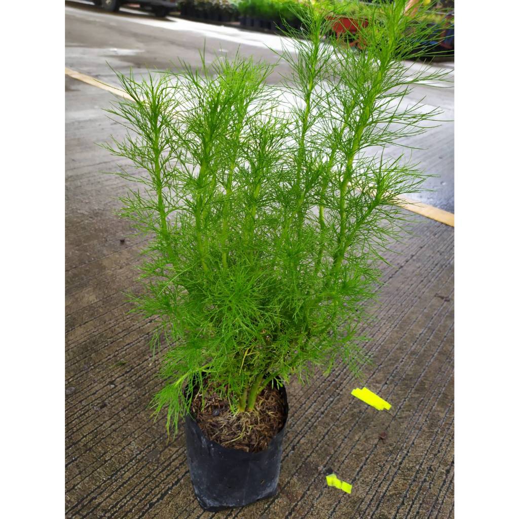 ต้นพันธุ์ ผักชีลาว Dill ผักชีช้าง ถุงดำพร้อมปลูก 29 บาท ใบช่วยชูรสเมล็ดมีน้ำมันหอมระเหยใช้ในอุตสาหกรรมอาหาร