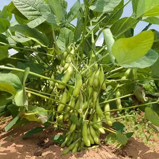 50 เมล็ดเมล็ดพันธุ์ถั่วแระญี่ปุ่น เมล็ดถั่วแระ นำเข้า สายพันธุ์แท้ ให้ผลผลิตเร็วผลดกทำพันธุ์ต่อได้
