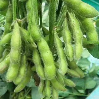 50 เมล็ดเมล็ดพันธุ์ถั่วแระญี่ปุ่น เมล็ดถั่วแระ นำเข้า สายพันธุ์แท้ ให้ผลผลิตเร็วผลดกทำพันธุ์ต่อได้