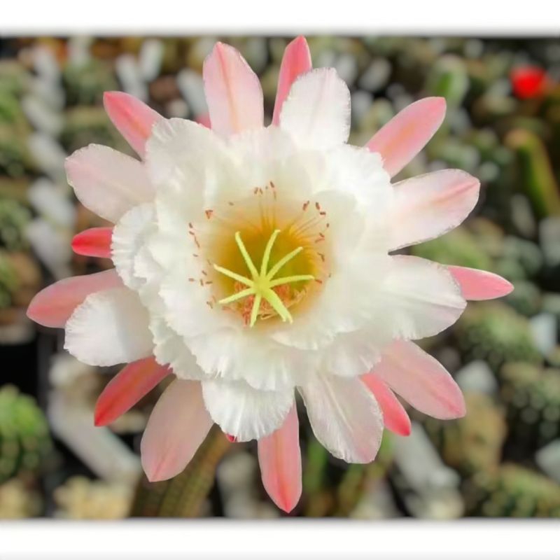 หางสิงห์ไม้กร๊าฟ, (Hildewintera A62)  แคคตัส, กระบองเพชร