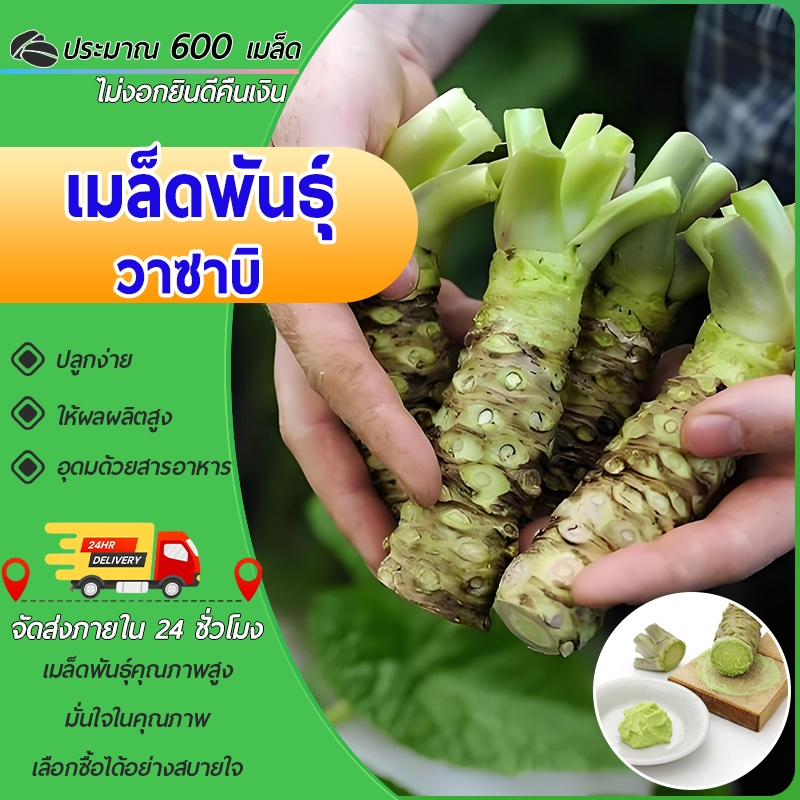 600 เมล็ดเมล็ดพันธุ์ วาซาบิ ฮอร์สแรดิชญี่ปุ่น คุ้มค่า ปลูกครั้งเดียวเก็บเกี่ยวได้เยอะ