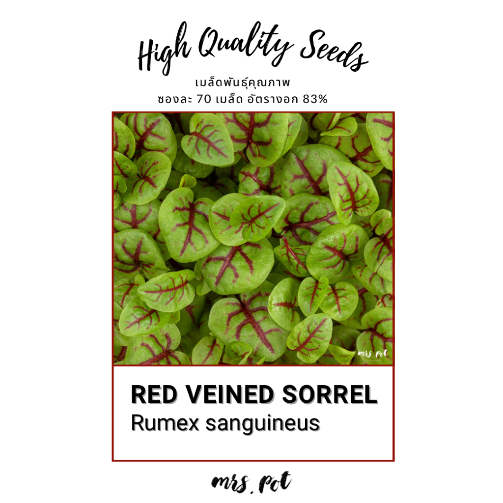 เมล็ดนำเข้า Red Veined Sorrel รหัส072