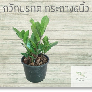 กวักมรกต พร้อมกระถาง 6 นิ้ว ต้นไม้มงคลนำโชค