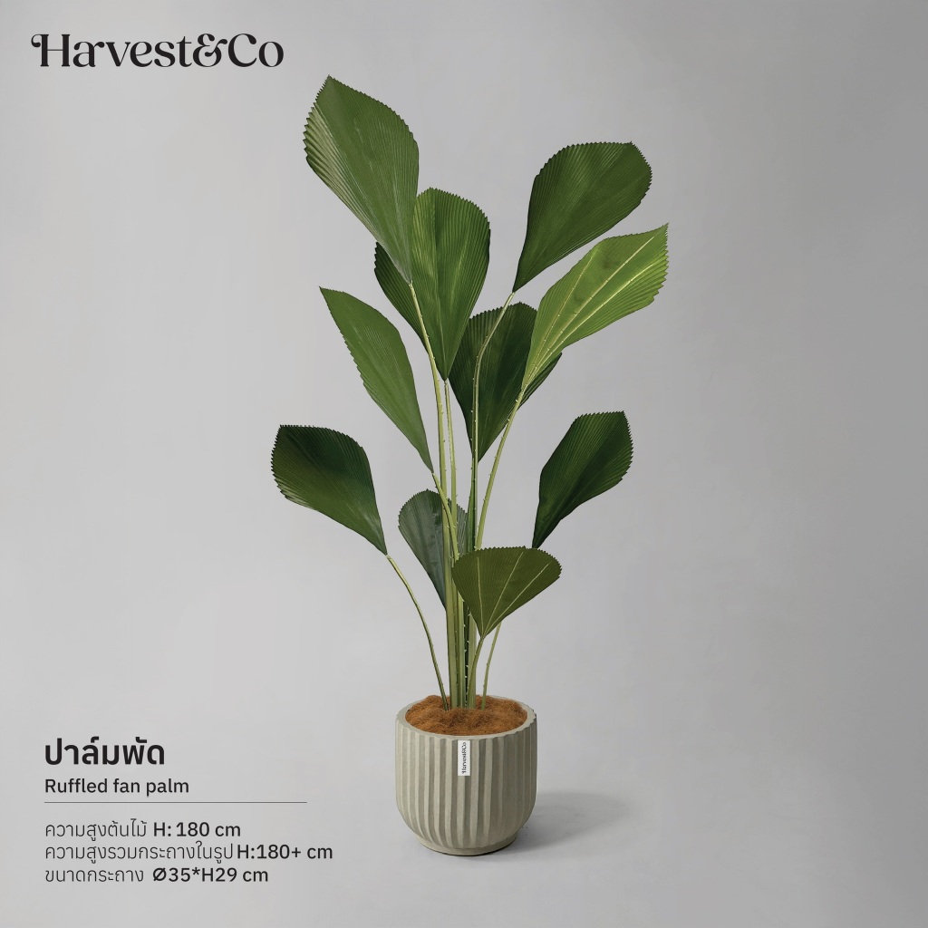 ต้นปาล์มพัด | ต้นไม้ปลอม ต้นไม้ประดิษฐ์ 180 cm